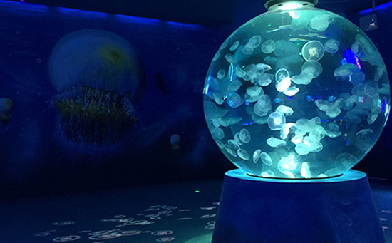 亚克力水族工程施工需要注意哪些关键要素